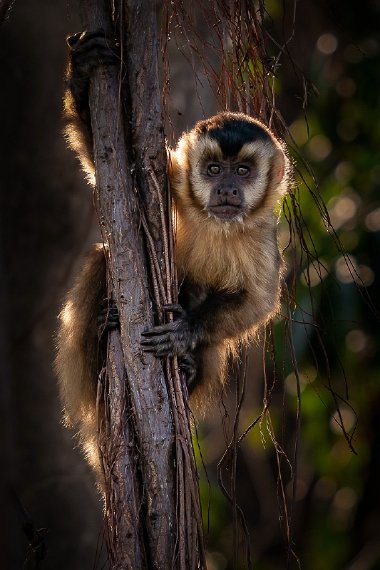 038 Noord Pantanal, azaras kapucijnaap.jpg